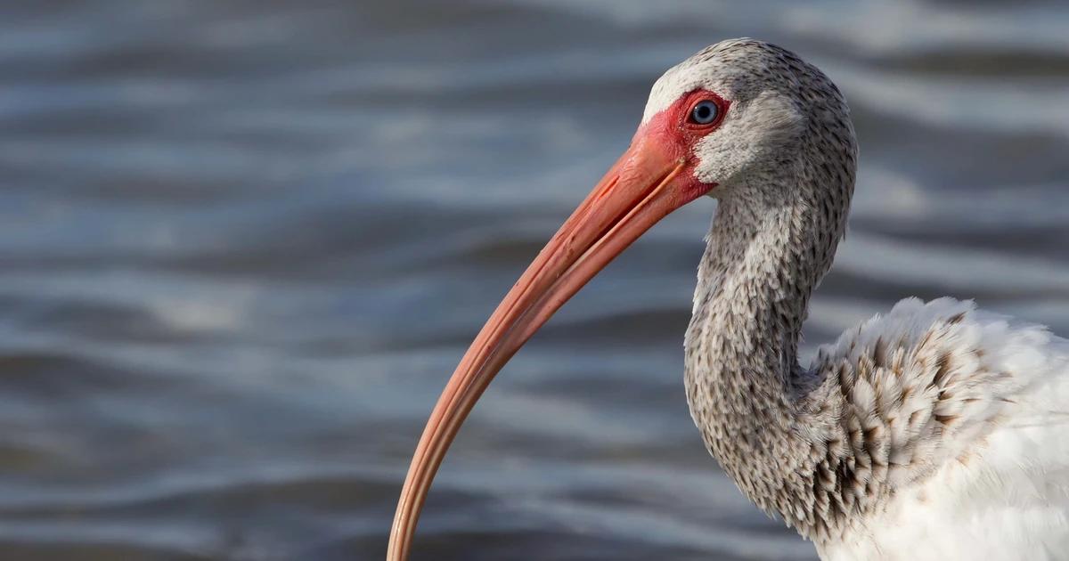 ibis rojo ave - Qué comen las aves ibis