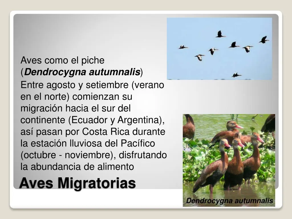 que comen las aves migratorias - Qué comen las aves migratorias