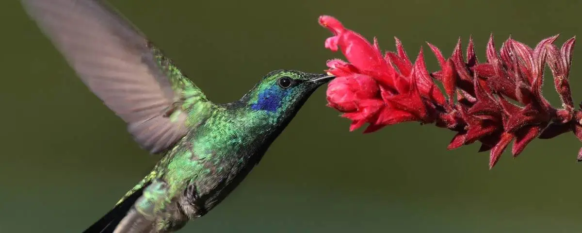 aves nectarívoras - Qué comen las aves nectarívoras