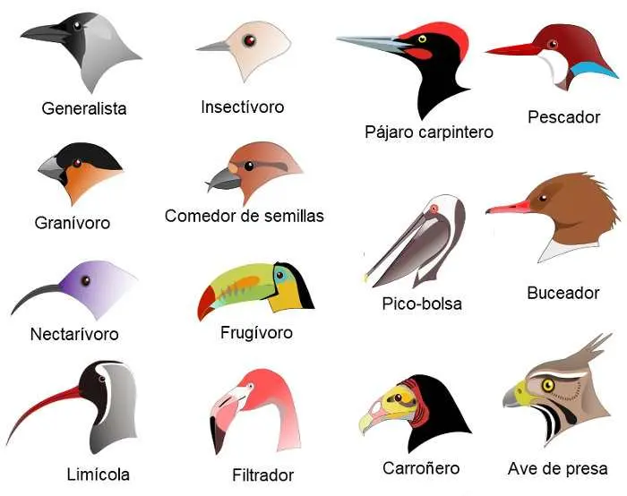 aves carnivoras - Qué comen las aves Omnivoras