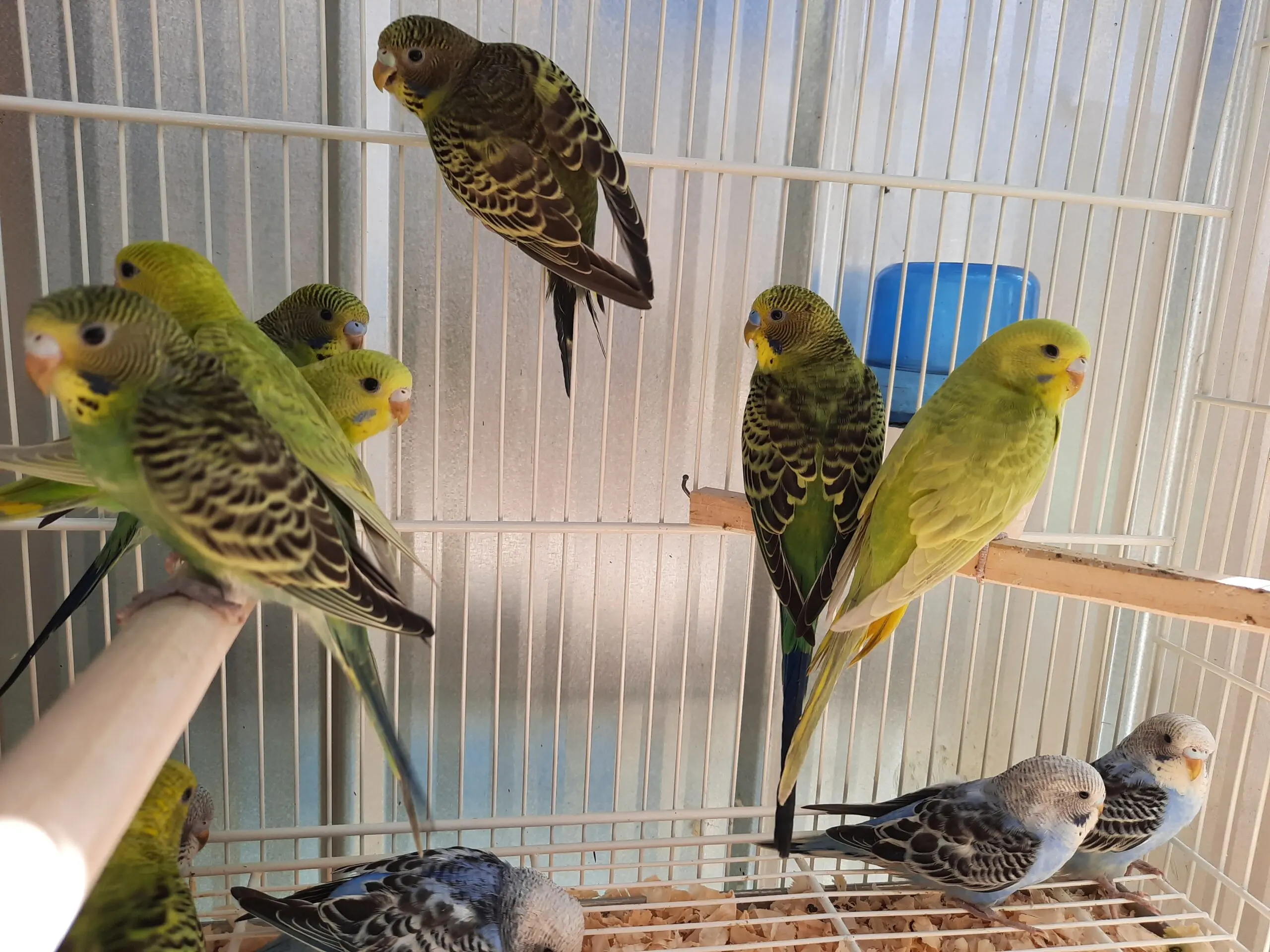 Aves Catitas en Chile - Qué comen las Catitas chilenas aves catitas en chile - Qué comen las Catitas chilenas