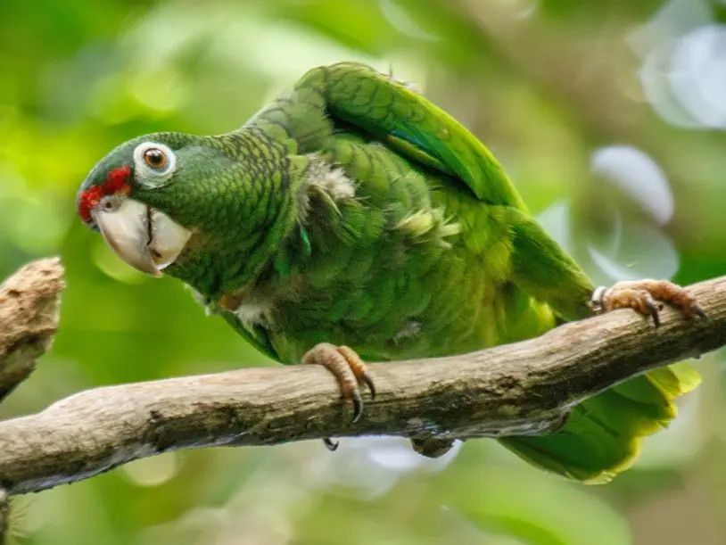 loros de puerto rico - Qué comen las cotorras de Puerto Rico