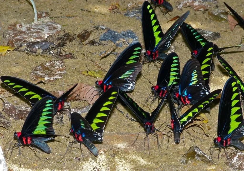 mariposa ala de pajaro - Qué comen las mariposas alas de pájaro