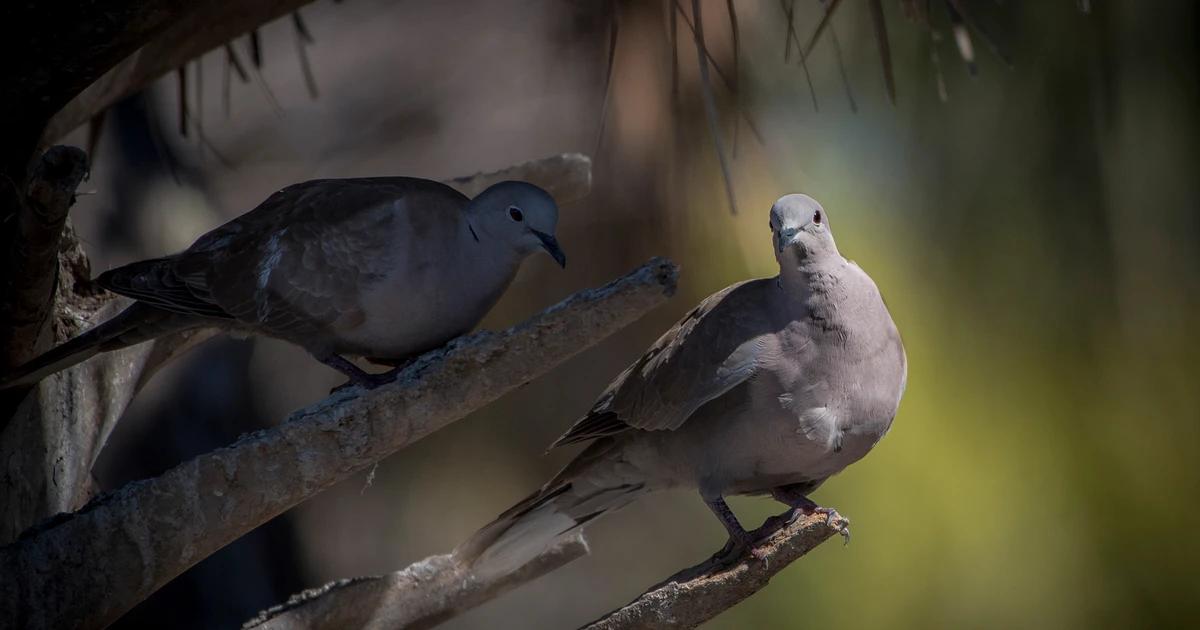 paloma habanera ave - Qué comen las palomas habaneras