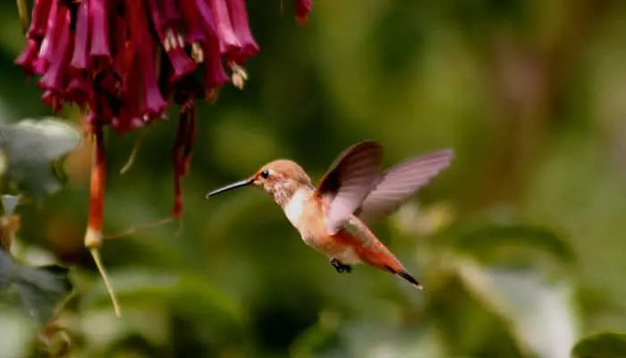 aves nectarívoras ejemplos - Qué comen los animales nectarívoros