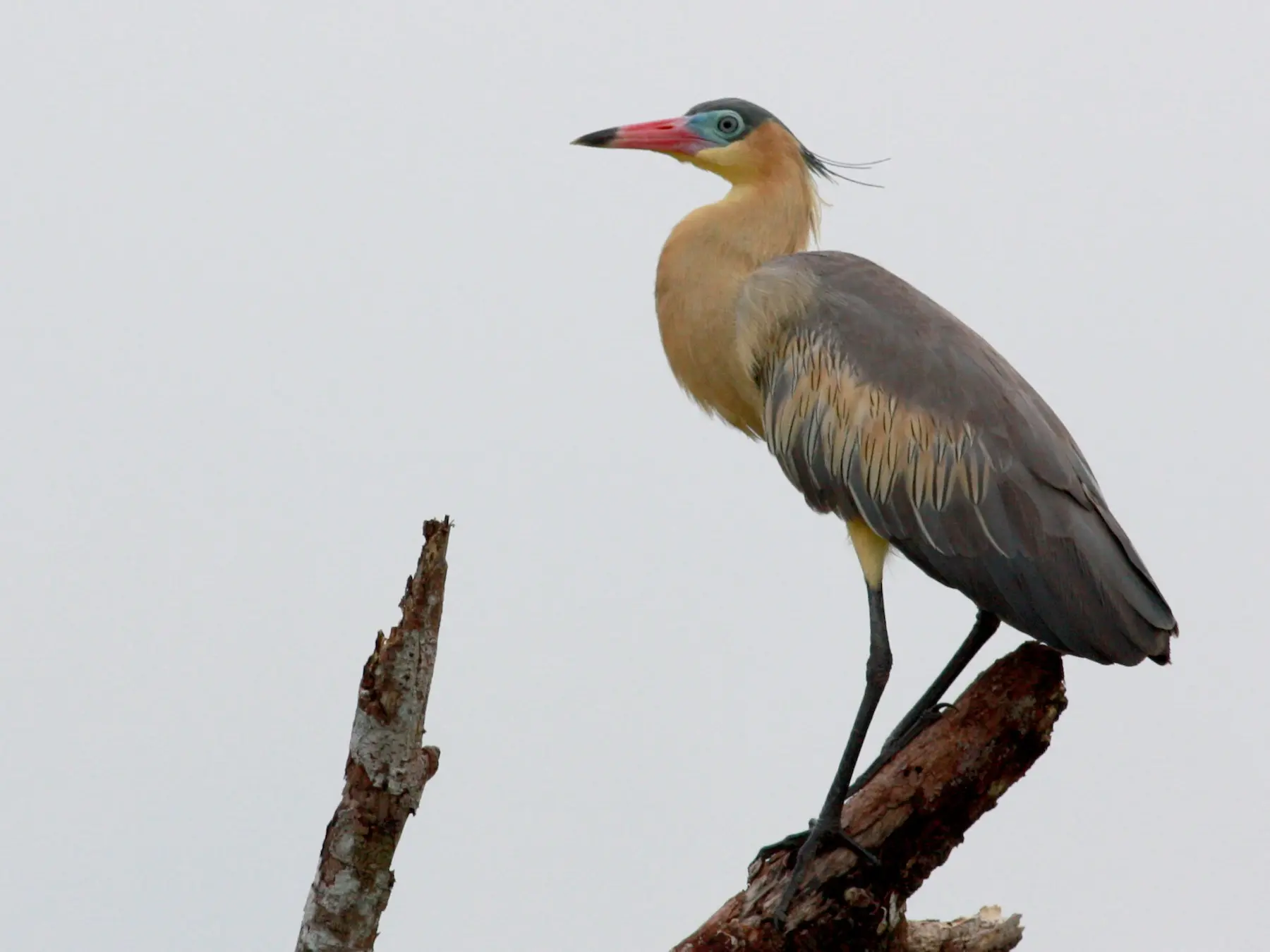 chiflones aves - Qué comen los chiflones