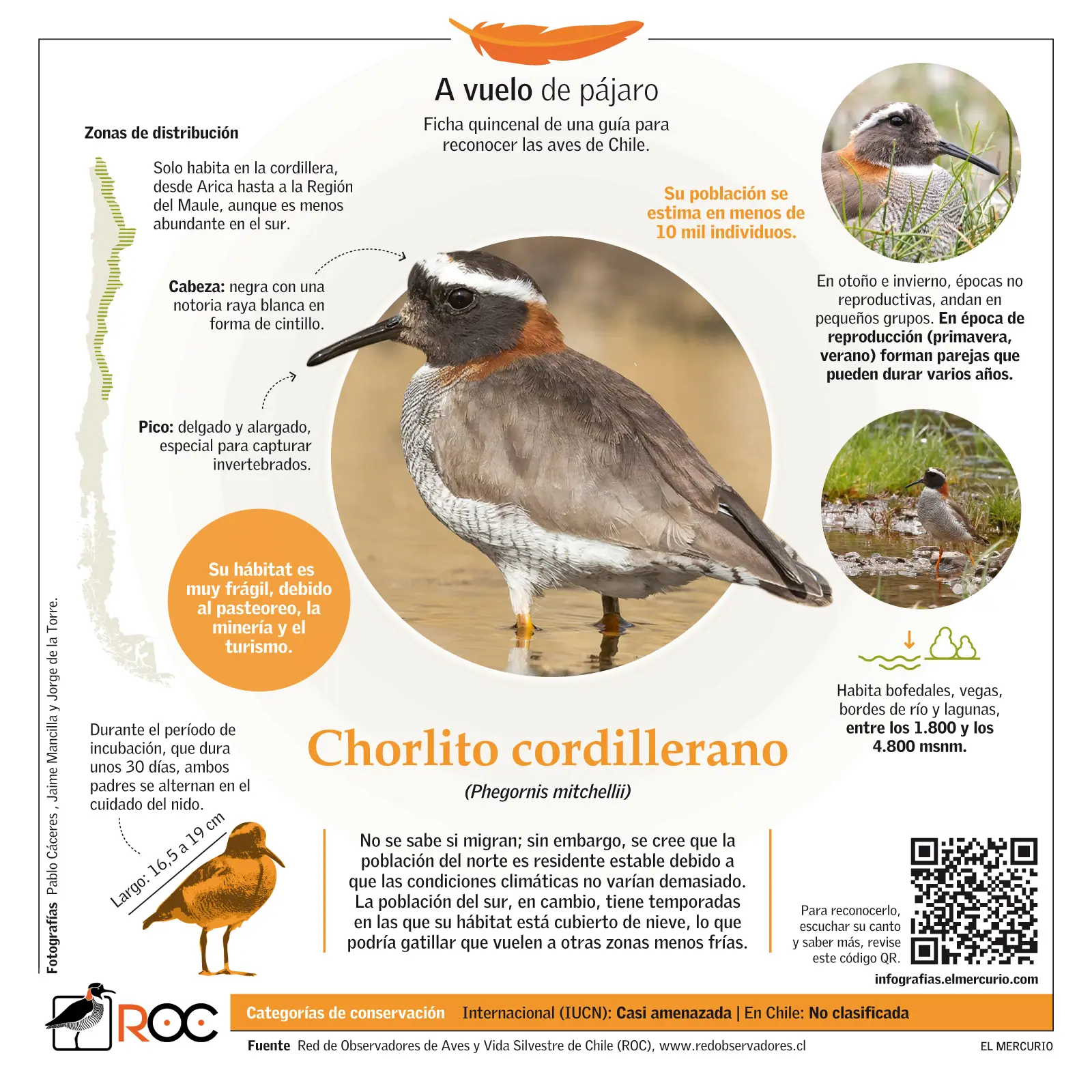 chorlito pajaro como se alimenta - Qué comen los chorlitos