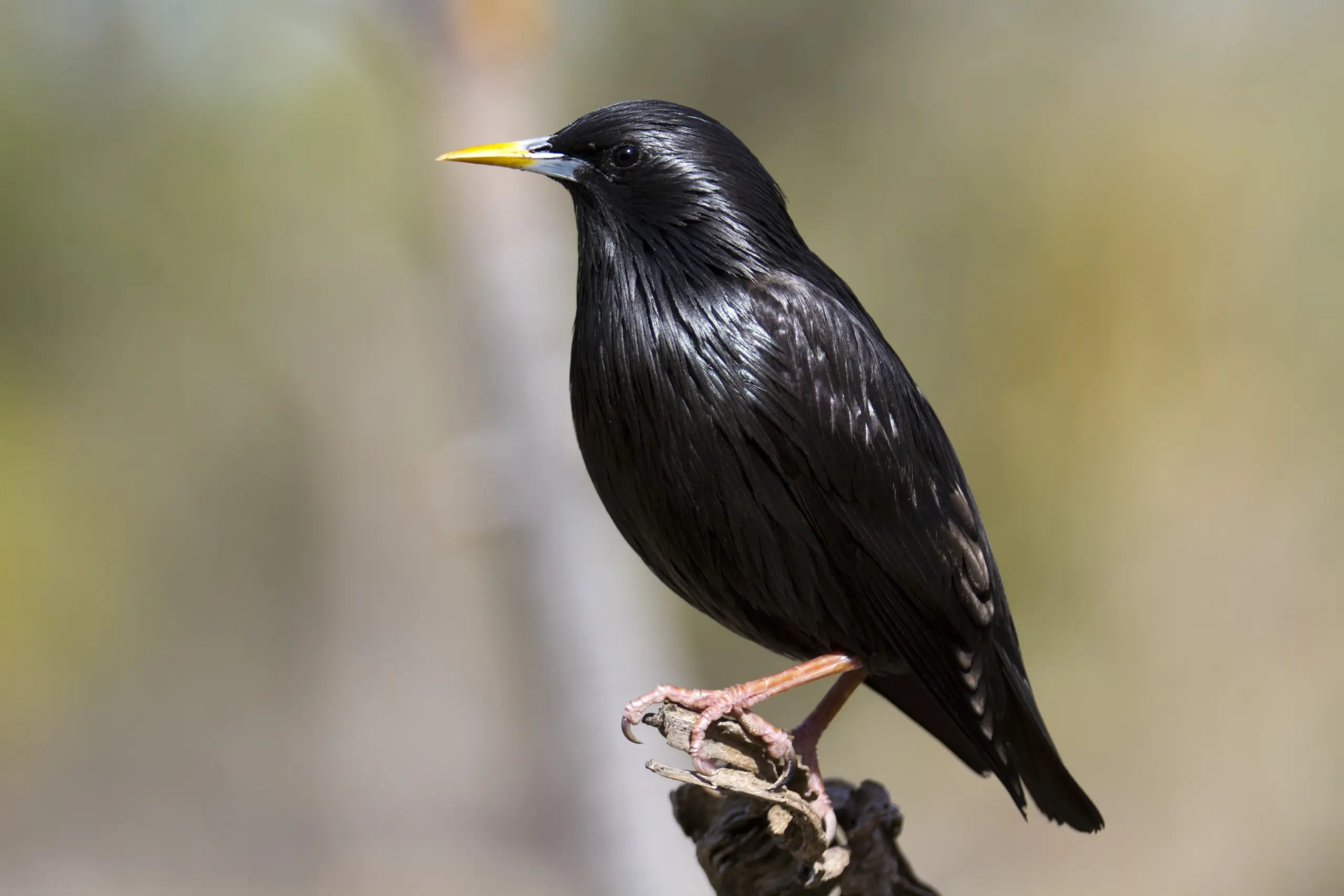El Pájaro Estornino Negro: Características y Alimentación - Qué comen los estorninos negros pajaro estornino negro - Qué comen los estorninos negros