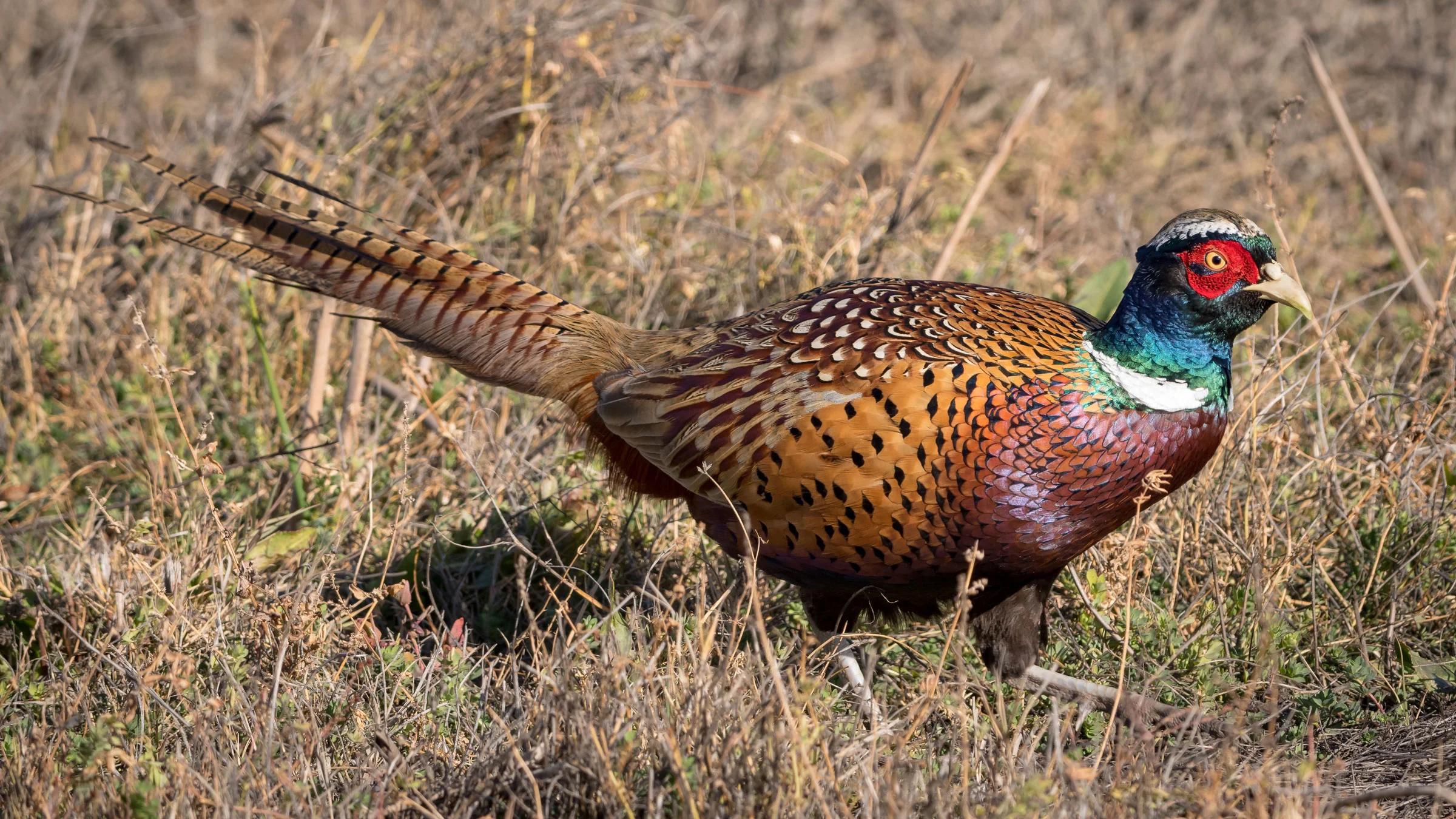 aves argentinas de corral faisanes - Qué comen los faisanes en cautiverio