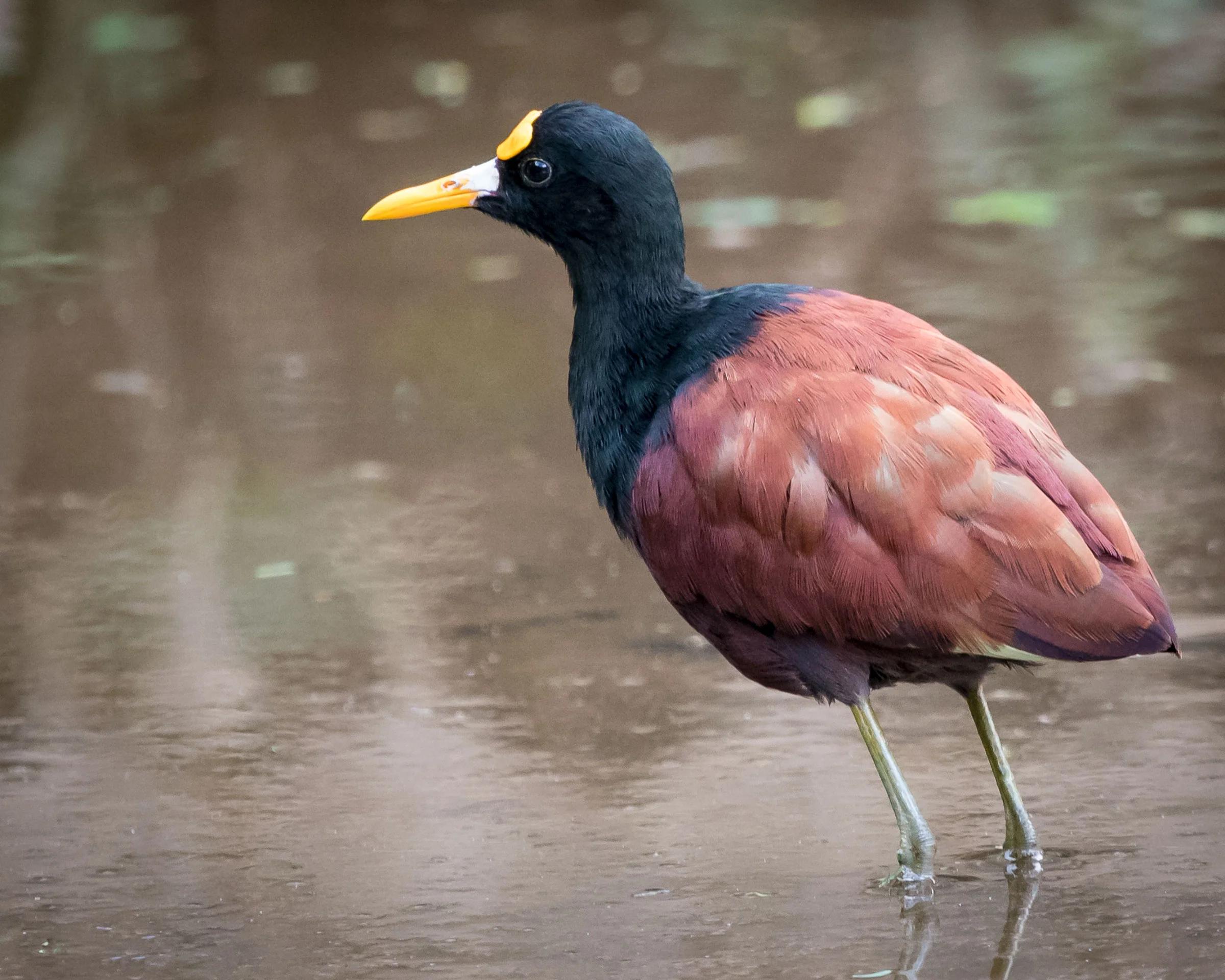 A qué otra ave se parece la jacana - Qué comen los gallitos de agua a que otra ave se parece la jacana - Qué comen los gallitos de agua