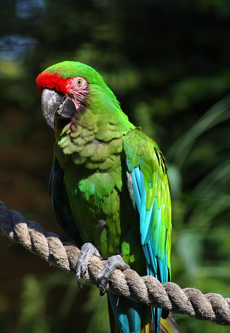 Donde vive el guacamayo verde - Qué comen los guacamayos verdes donde vive el guacamayo verde - Qué comen los guacamayos verdes