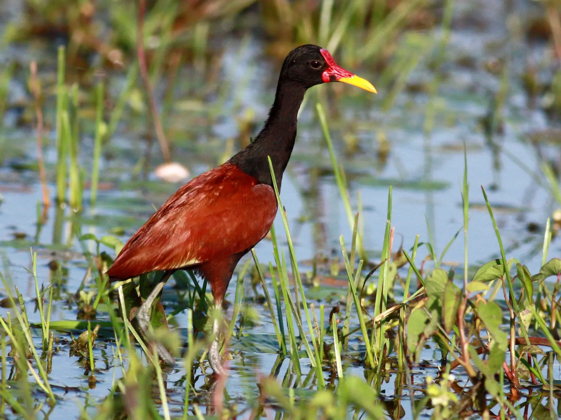 A qué otra ave se parece la jacana - Qué comen los Jacanas a que otra ave se parece la jacana - Qué comen los Jacanas