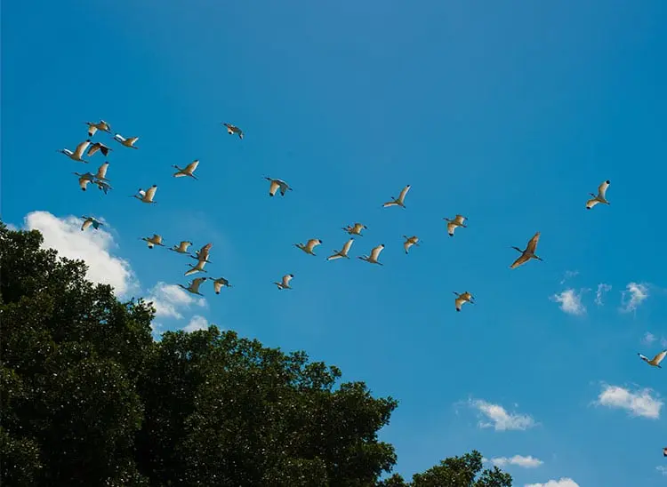 alimentacion de aves silvestres en cautiverio - Qué comen los jilgueros en cautividad