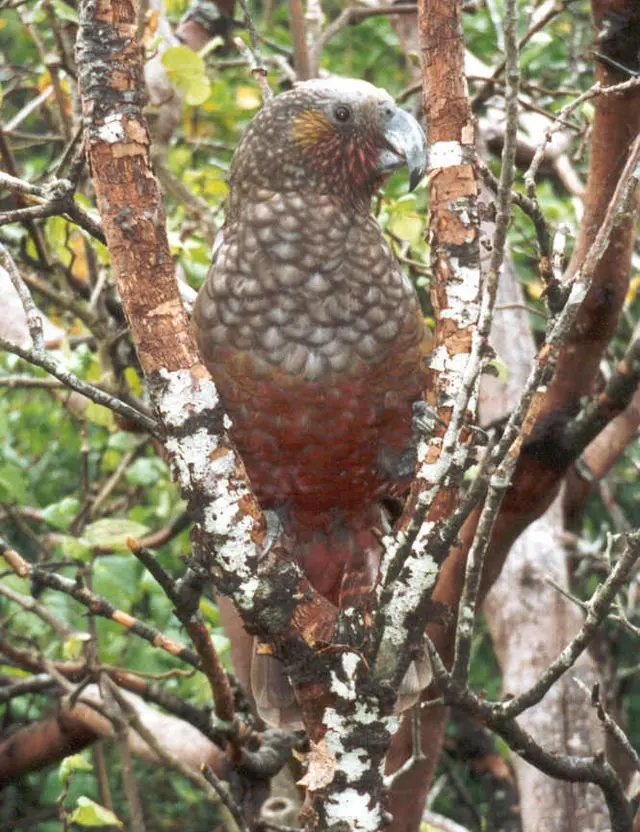 ave de nombre nestor - Qué comen los kakapo