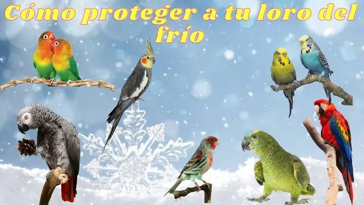 Como cuidar a un loro en invierno - Qué comen los loros en invierno como cuidar a un loro en invierno - Qué comen los loros en invierno