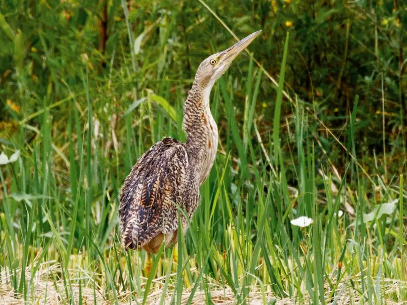Mirasol Ave: Lo que debes aprender sobre esta hermosa especie - Qué comen los Mirasoles mirasol ave - Qué comen los Mirasoles