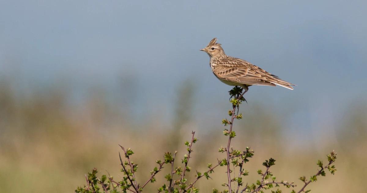 ave alondra caracteristicas - Qué comen los pájaros alondra