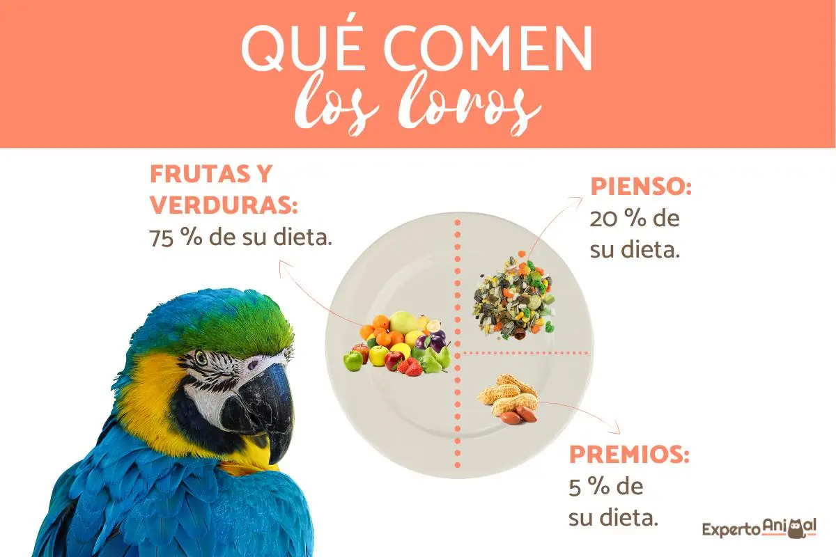 Qué comen las aves sobre su alimentación - Qué comen los pájaros Argentina que comen las aves - Qué comen los pájaros Argentina