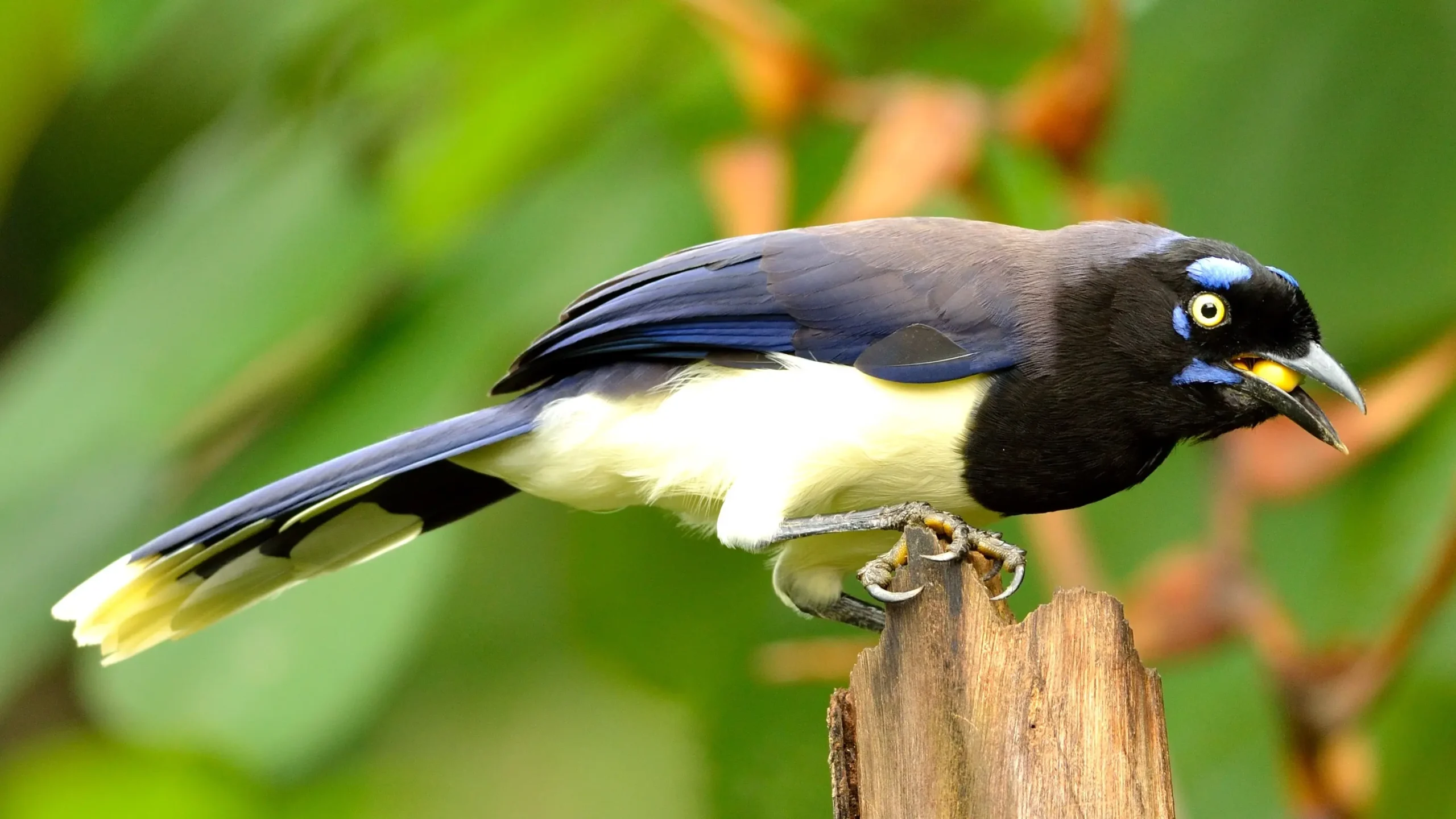 ave cabeza negra pecho violeta - Qué comen los pájaros chau chau