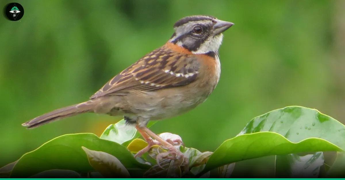 afrechero ave que comen - Qué comen los pájaros Copetones