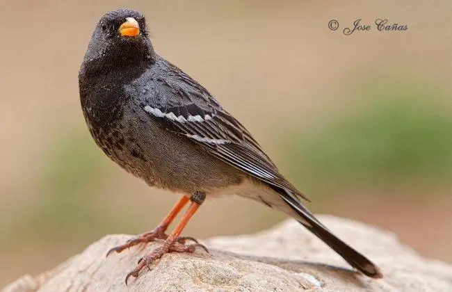 alimentacion del ave los yales - Qué comen los pájaros de jaula