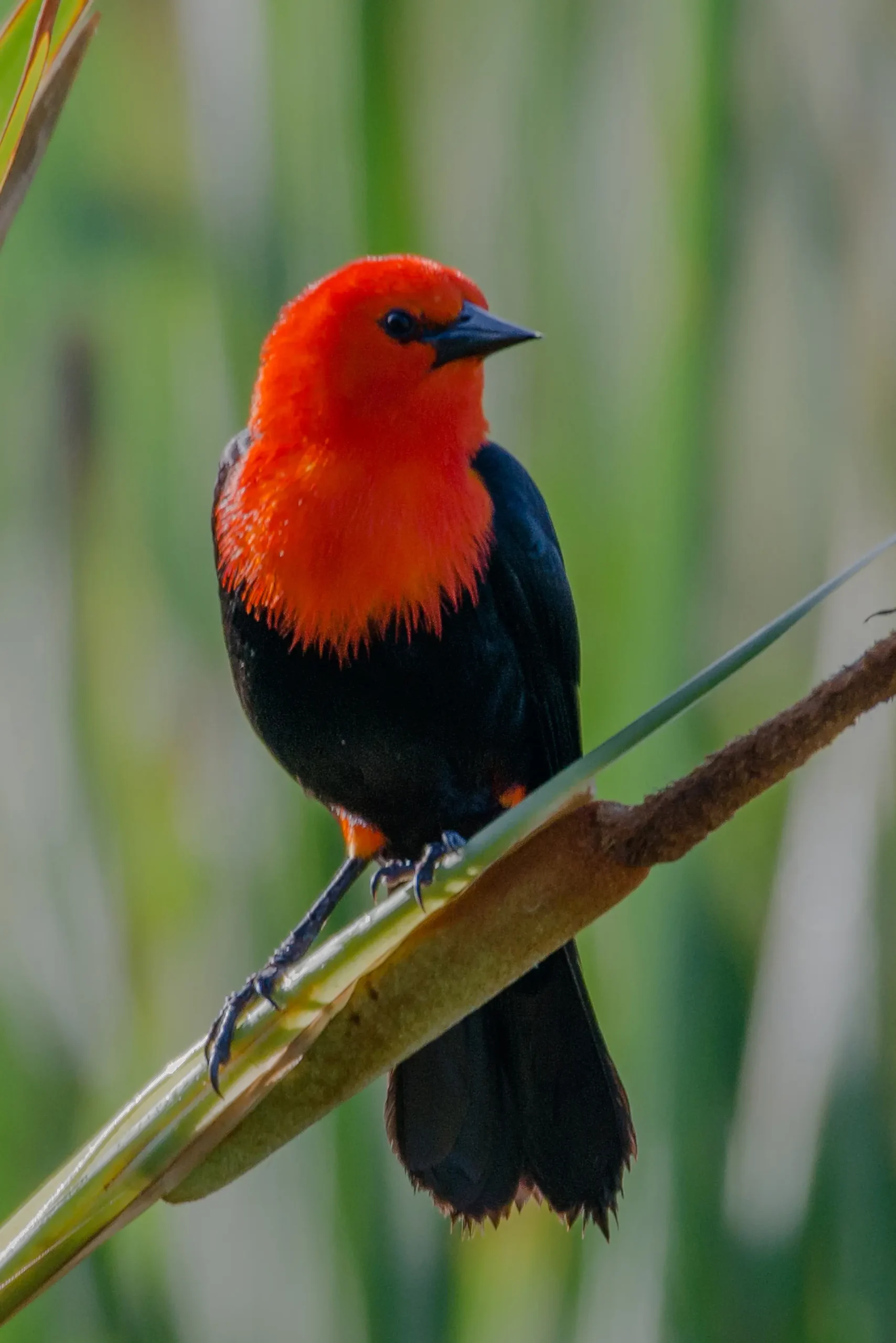 Juan Soldado: El ave emblemática de la fauna aviar - Qué comen los pájaros federales juan soldado ave - Qué comen los pájaros federales