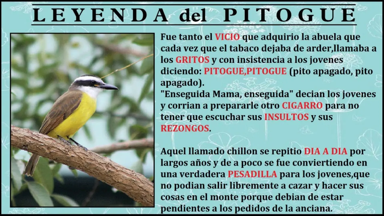 como s el pajaro pitogue - Qué comen los pitogüé