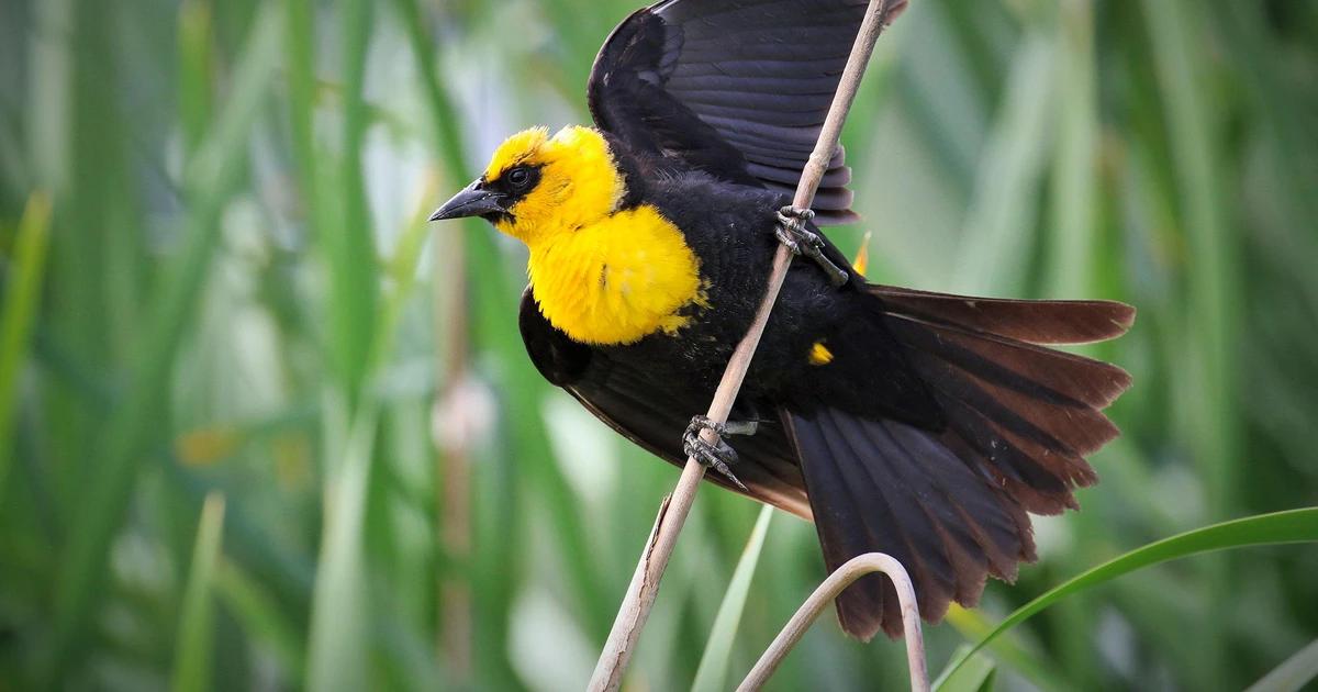 ave negra con cabeza amarilla - Qué comen los tordos cabeza amarilla