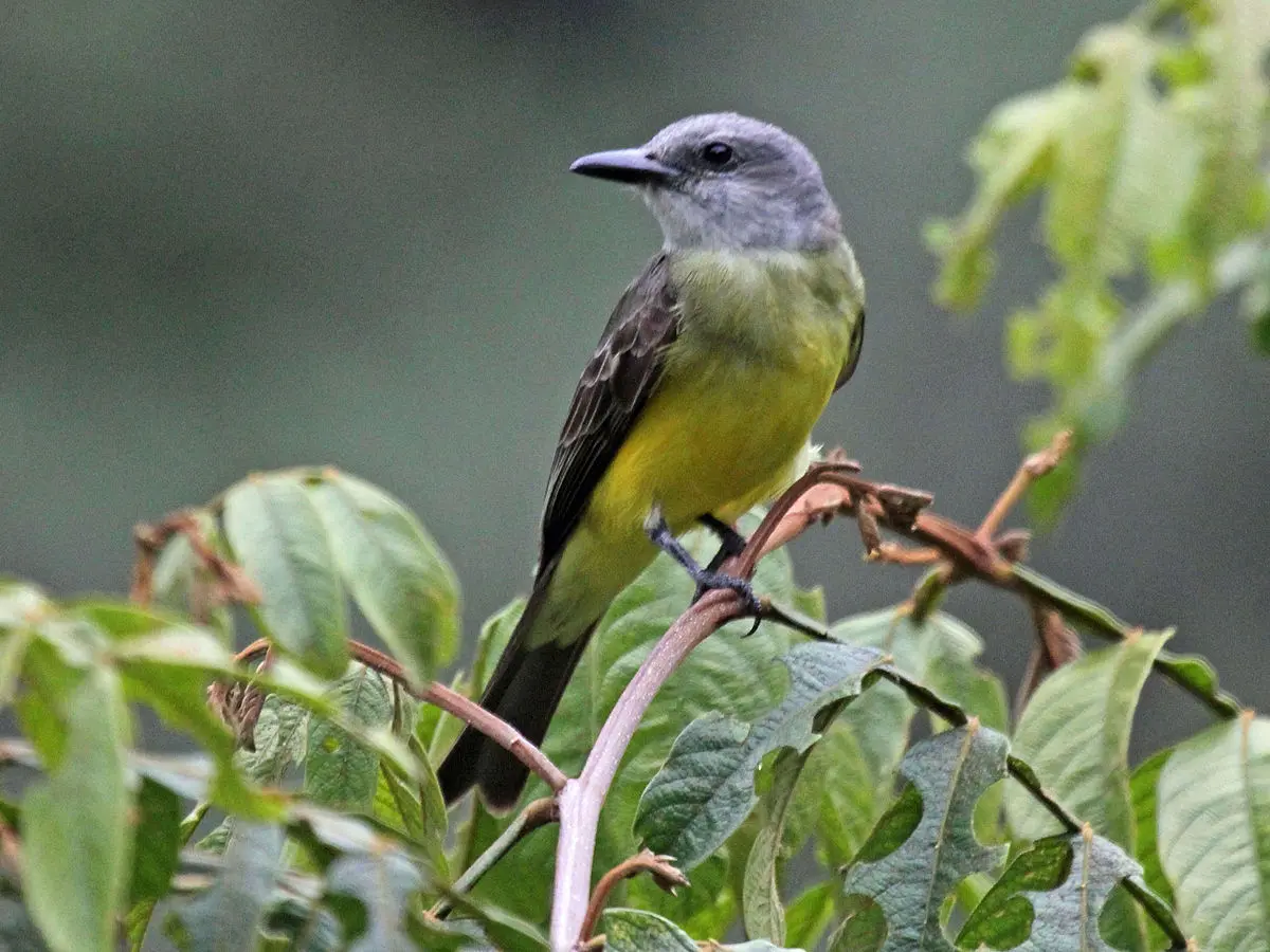 Características del pájaro siriri - Qué comen los Tyrannus Melancholicus características del pajaro siriri - Qué comen los Tyrannus Melancholicus