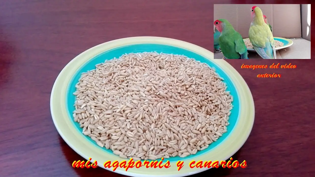 los pajaros comen avena - Qué comida para pájaros