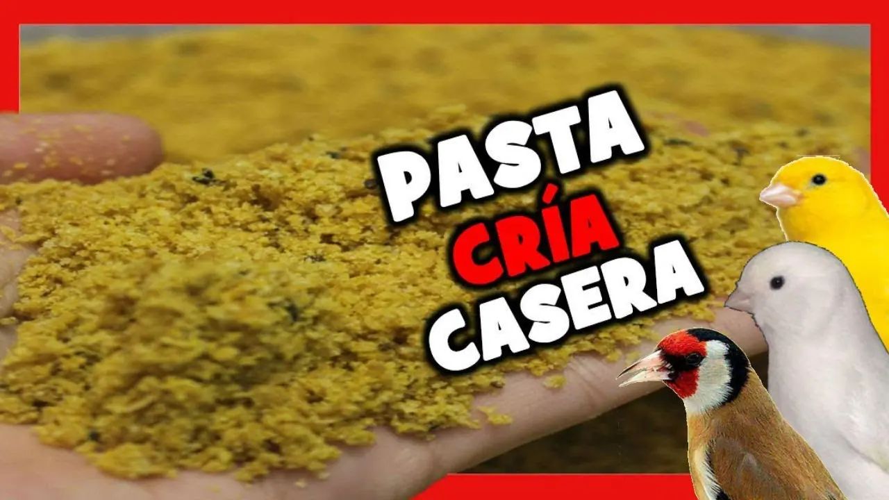 pasta de embuche casera para loros - Qué contiene la pasta de Embuche