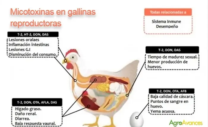 aflatoxinas en aves - Qué daño causan las aflatoxinas