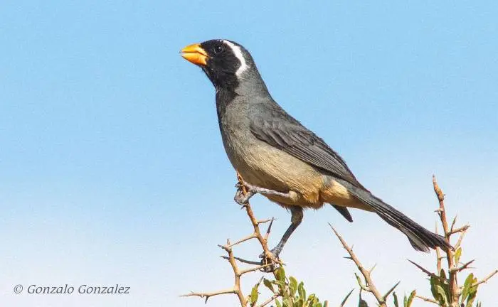 cual es la alimentacion para el pajaro pepetero - Que darle de comer a un Pepitero de collar