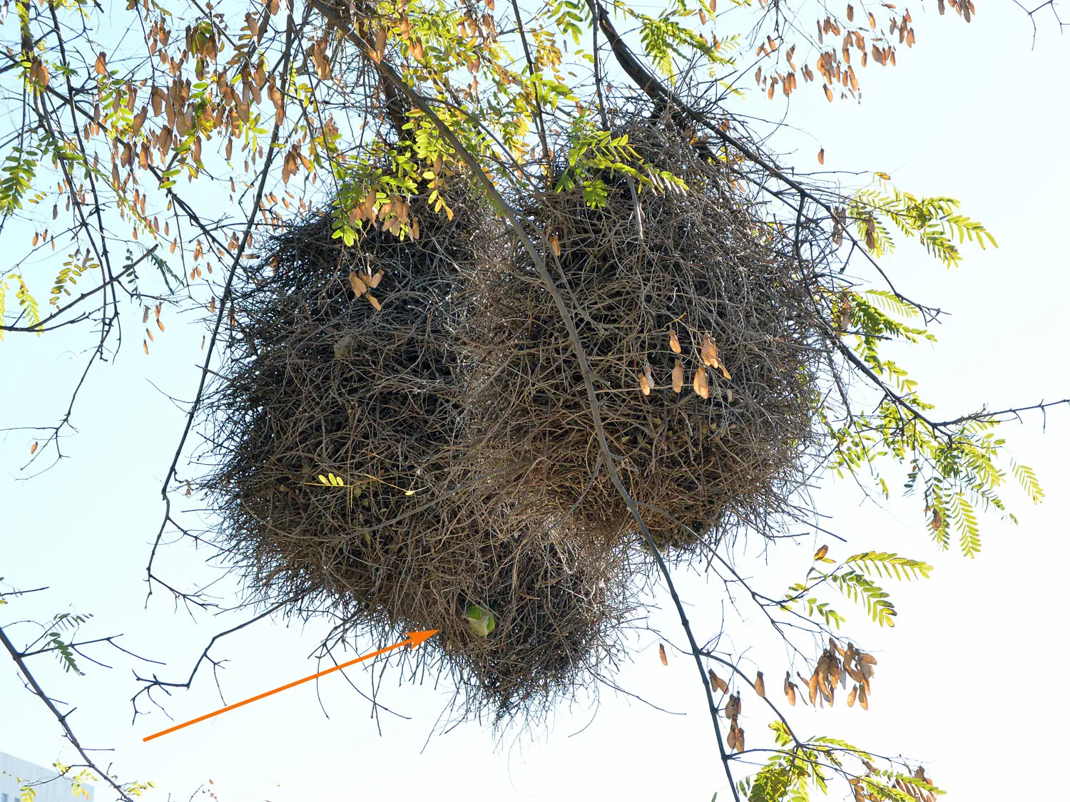 al cuanto tiempo las aves cotorras dejan su nido - Que darle de comer a una cotorra argentina bebé