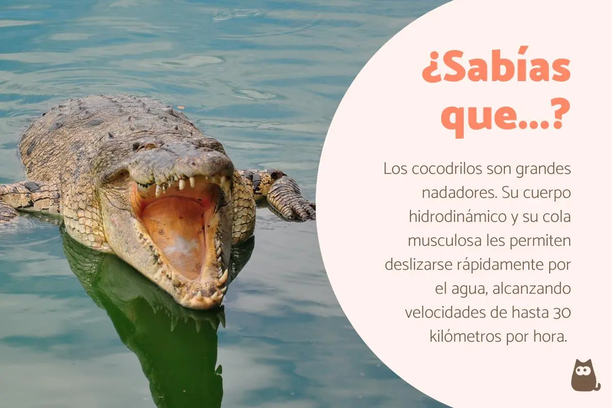 Ave ayuda a un cocodrilo: una relación sorprendente - Qué dato curioso tiene el cocodrilo ave ayuda a un cocodrilo - Qué dato curioso tiene el cocodrilo