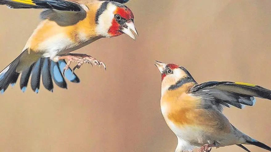 estimulantes para canto aves - Qué debo hacer para que mi jilguero cante