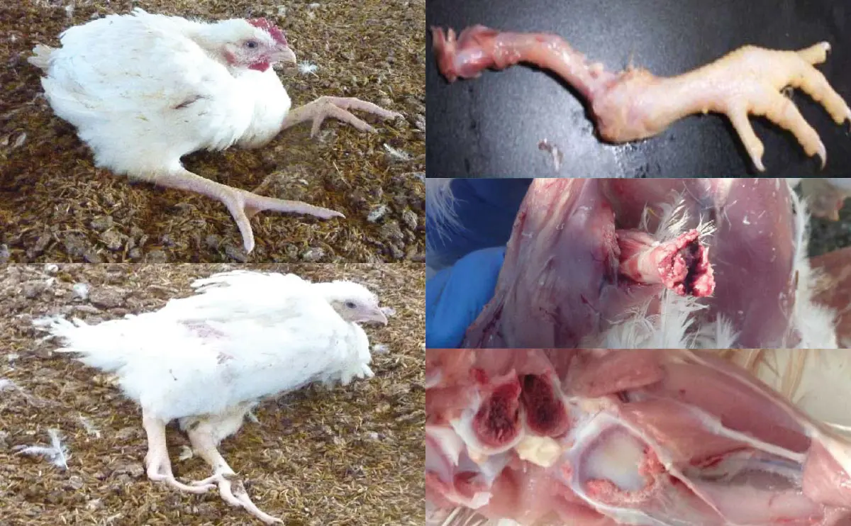 Raquitismo en aves: causas, síntomas y tratamiento - Qué deficiencia produce raquitismo raquitismo en aves - Qué deficiencia produce raquitismo