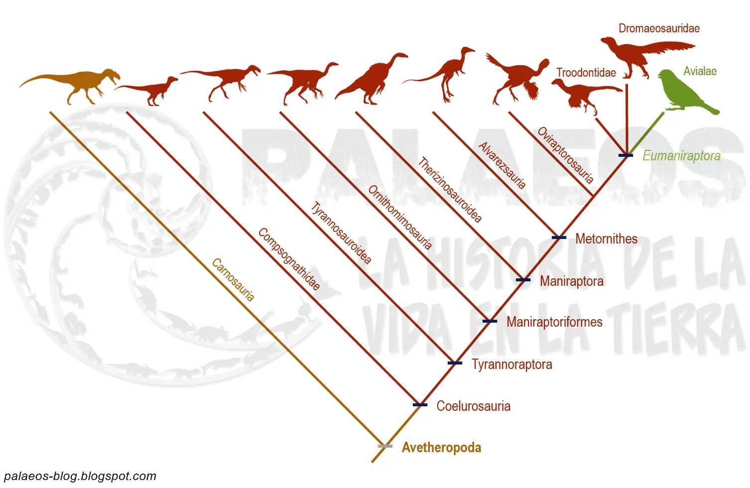 Cladograma de iguana, pájaro y murciélago - Qué dice la teoría del ancestro común cladiograma iguana pajaro y murcielago - Qué dice la teoría del ancestro común