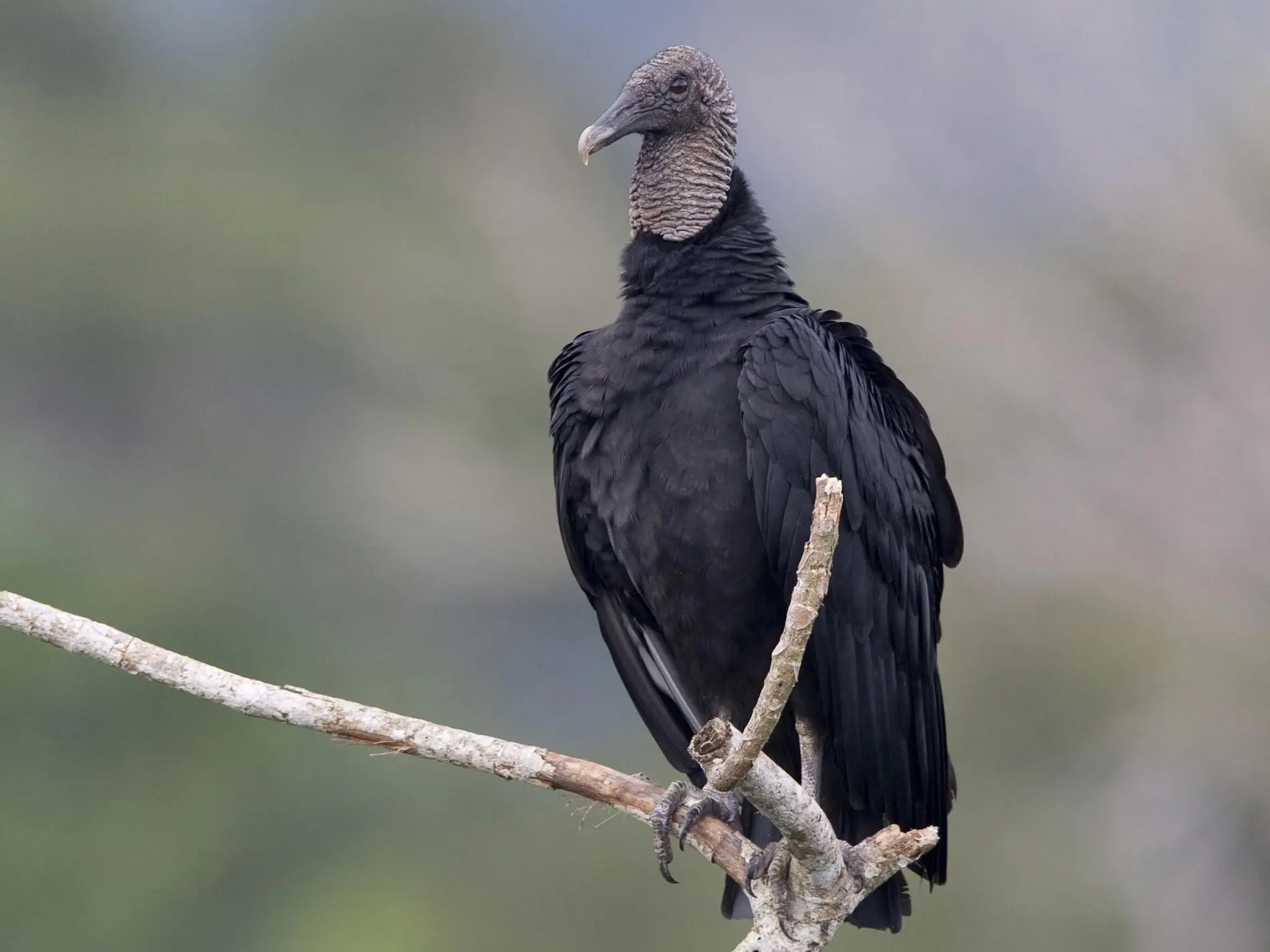 ave gallinazo - Qué diferencia hay entre el buitre y el gallinazo