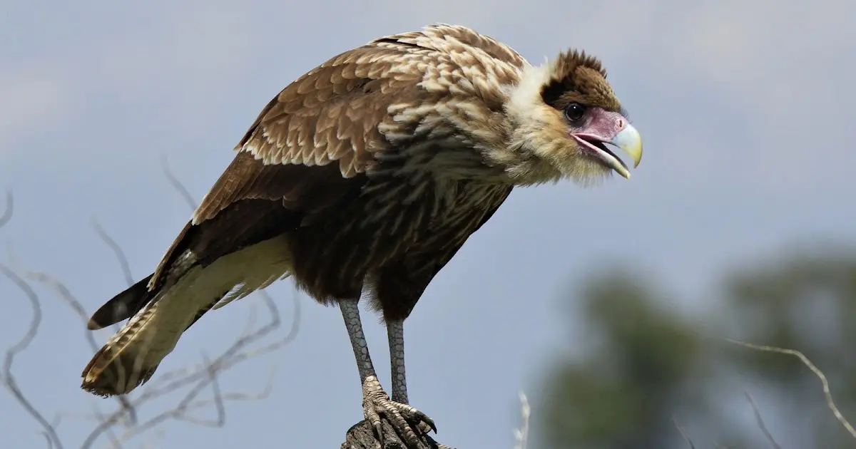 aves rapaces de buenos aires - Qué diferencia hay entre el carancho y el chimango