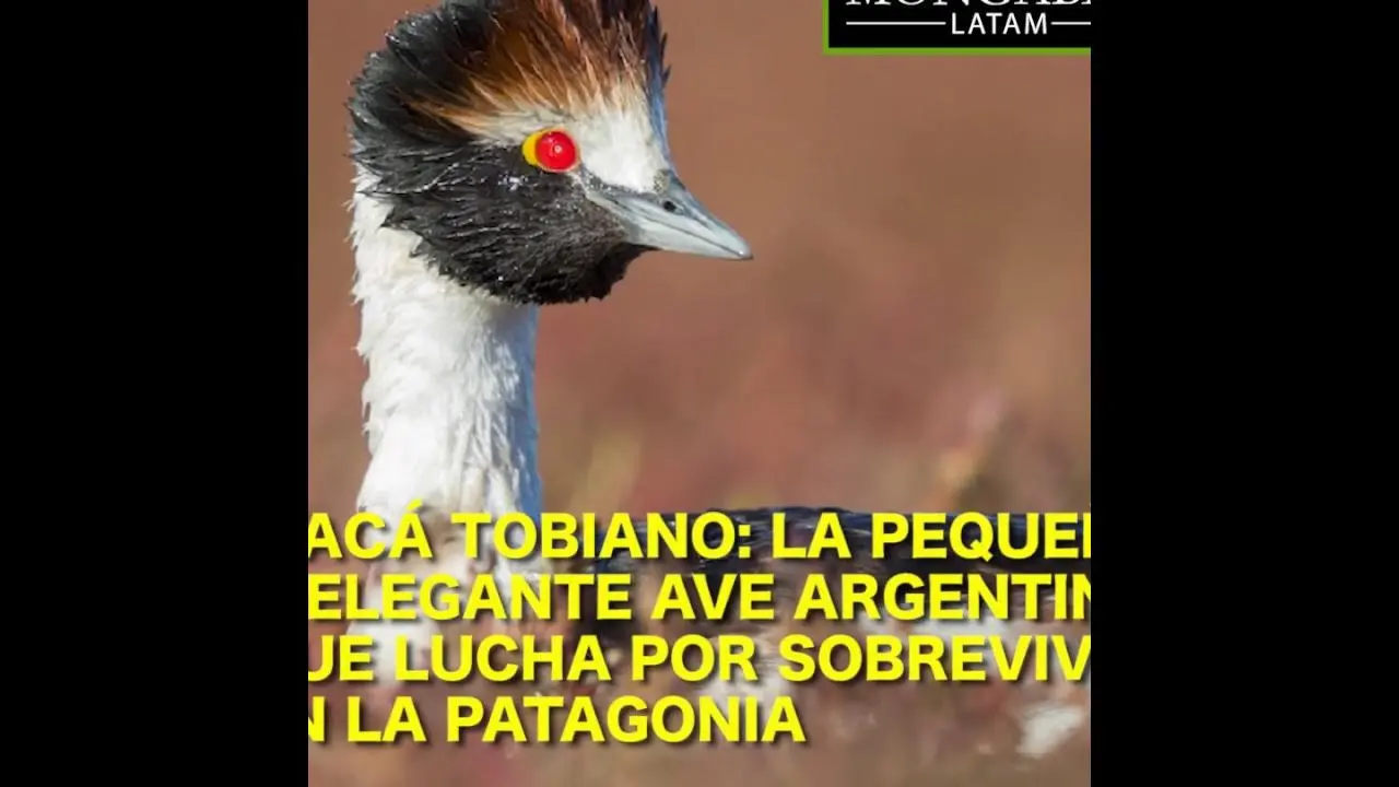 ave no voladora patagonia santa cruz - Qué diferencia hay entre el ñandú y el choique