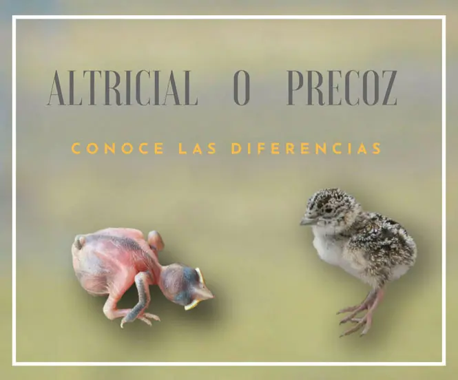 Aves Nidifugas: Ejemplos y Características - Qué diferencia hay entre Nidifugas y nidícolas aves nidifugas ejemplos - Qué diferencia hay entre Nidifugas y nidícolas