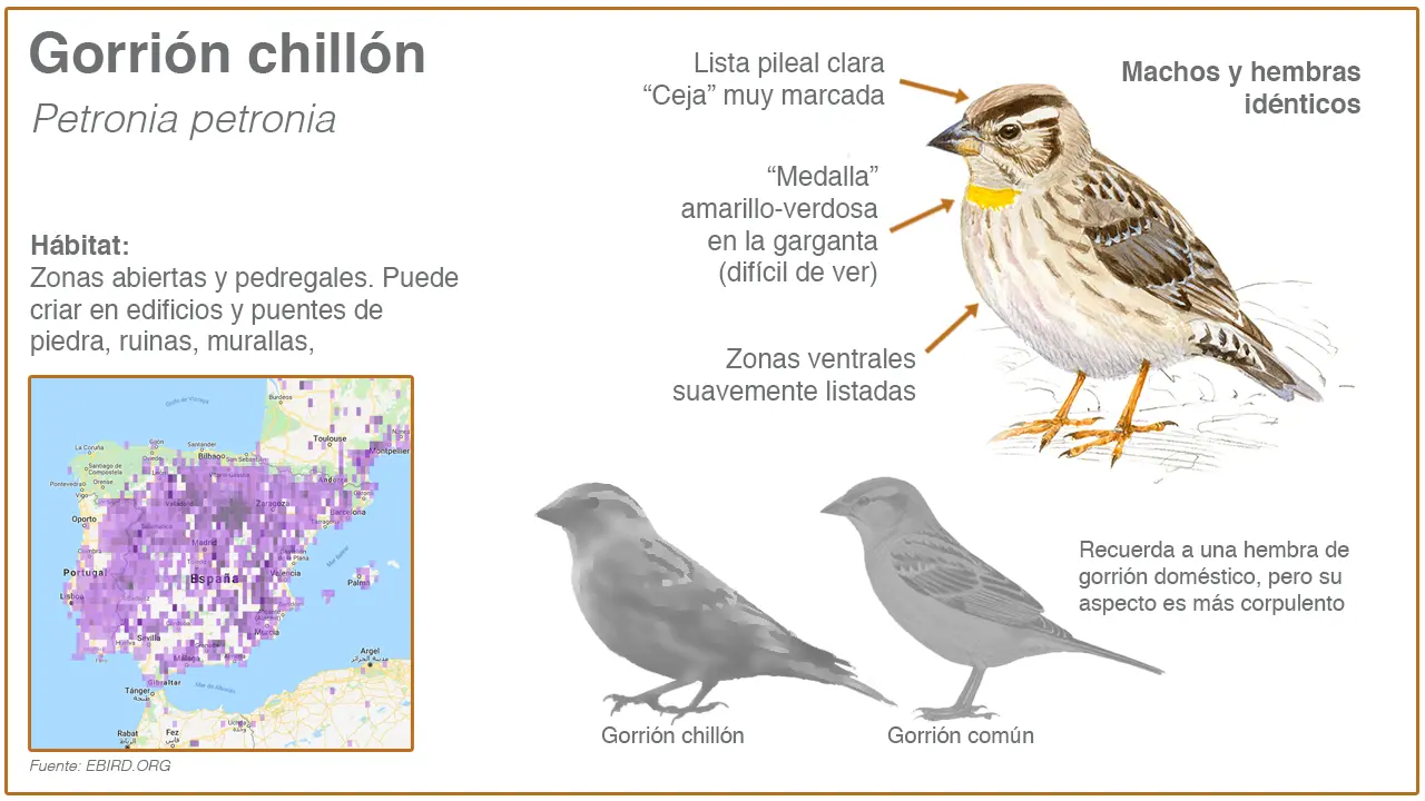 como saber el genero de un pajaro gorrion - Qué diferencia hay entre un gorrión y una Gorriona