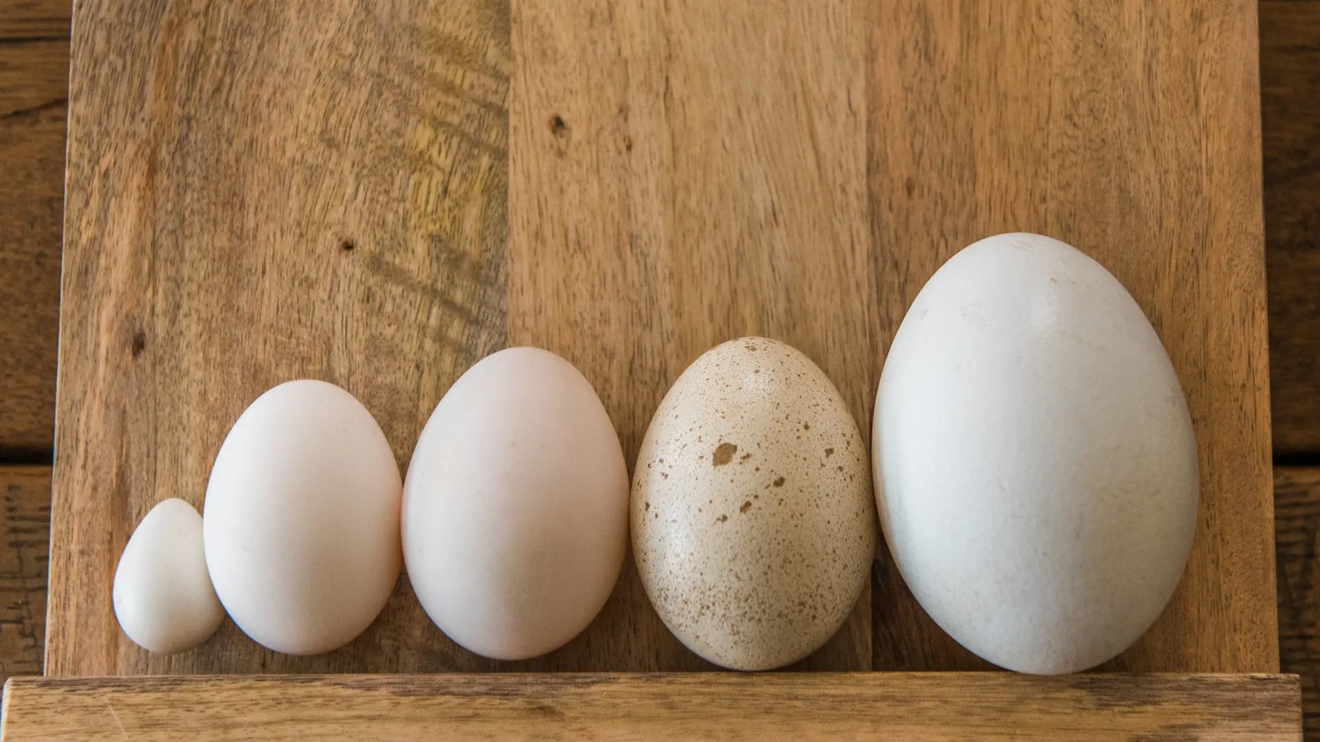 huevos de aves comestibles - Qué diferencia hay entre un huevo de gallina y un huevo de pato