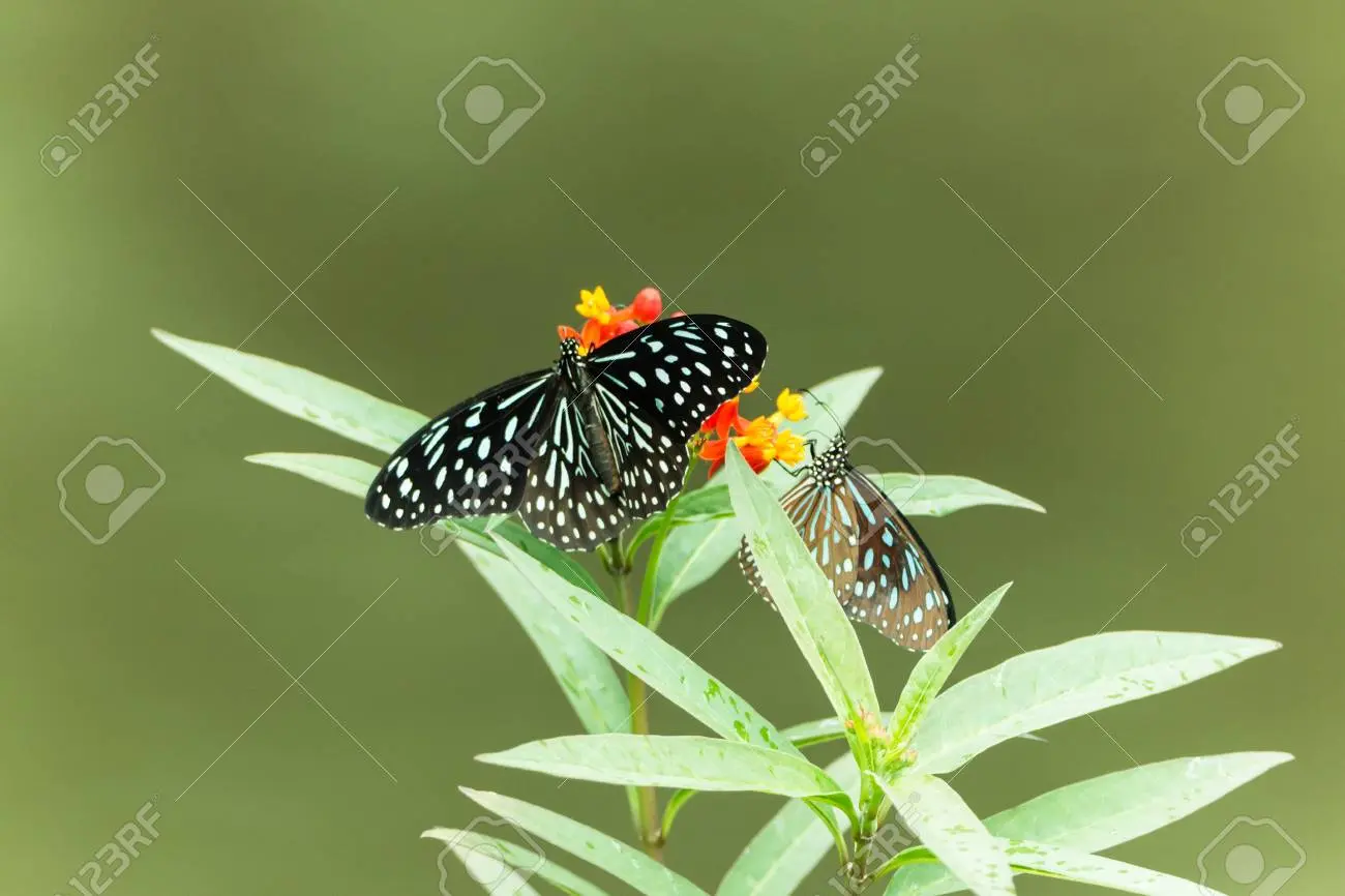 las mariposas son aves o insectos - Qué diferencia hay entre un insecto y una mariposa