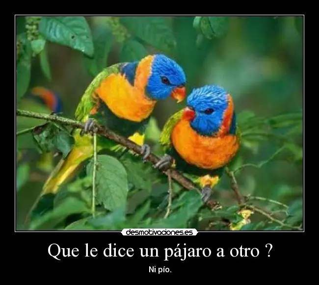 chiste que le dice un pajaro al otro - Qué dijo otro pájaro otro pájaro