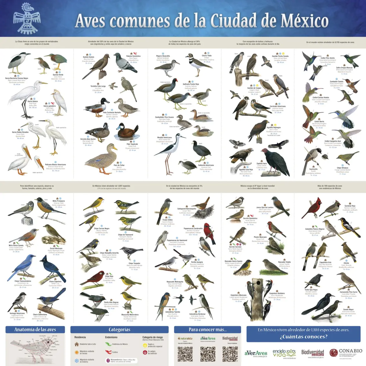 biodiversidad de aves en mexico - Qué ecosistema tiene mayor diversidad de aves en México