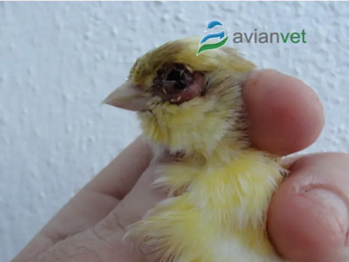 enfermedades de los ojos en aves - Qué enfermedad es cuando le llora el ojo a una gallina