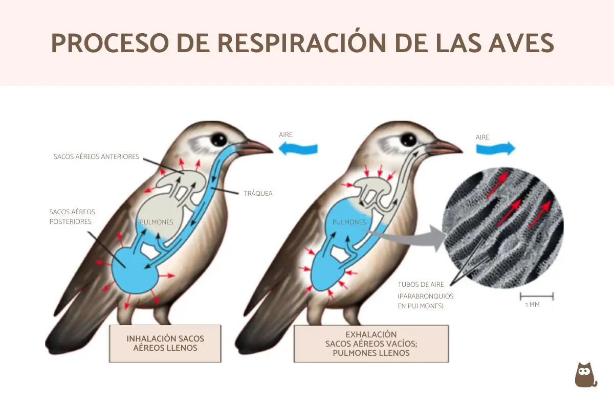 densidad parenquimatosa pulmonar en loros - Qué enfermedad produce la inflamación de los pulmones