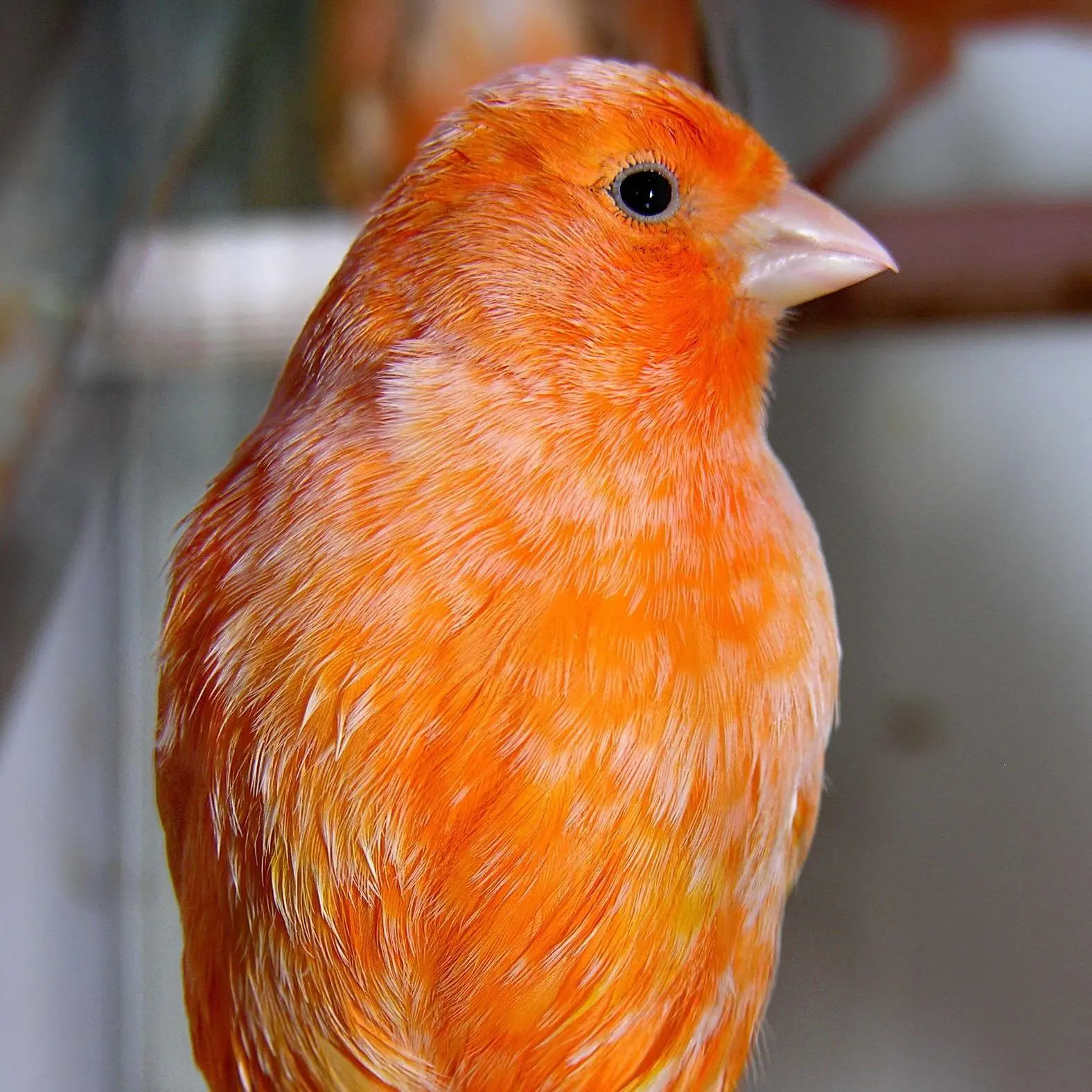 enfermedades de los pajaros canarios - Qué enfermedades le dan a los canarios